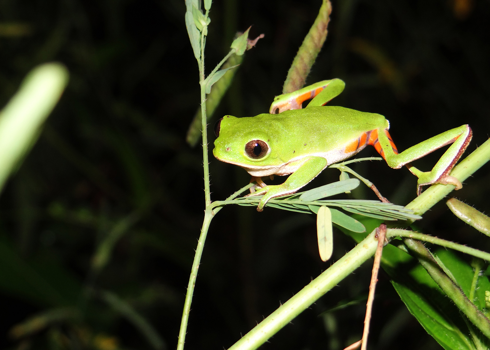 Pithecopus gonzagai 01